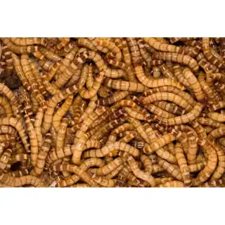 Zoophobas Moria Larv 500g